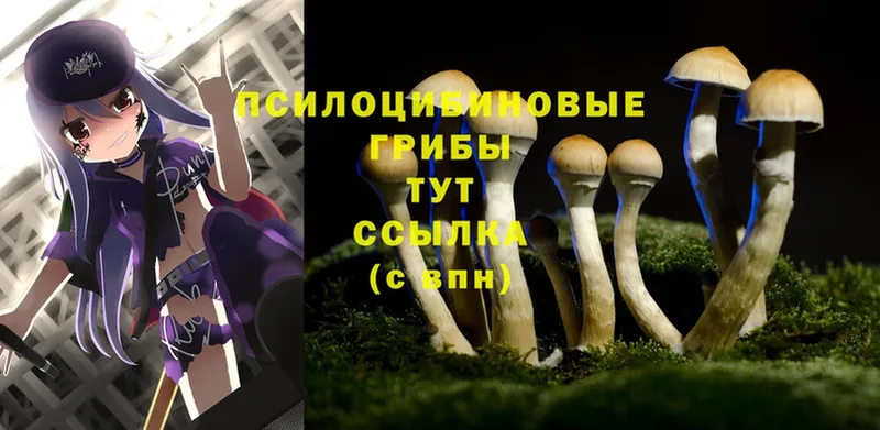 Галлюциногенные грибы Psilocybine cubensis  Кириллов 